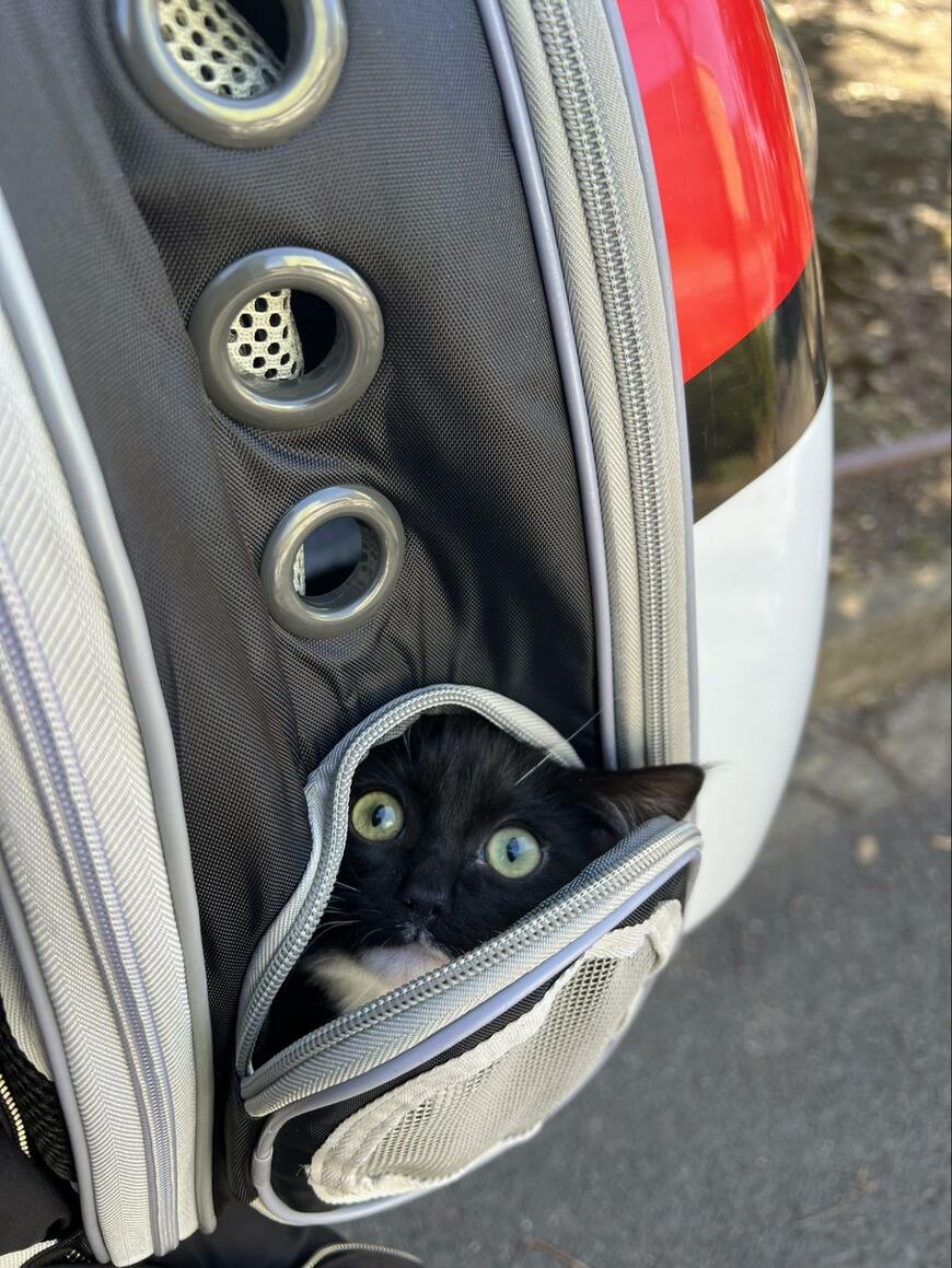 「聞いてにゃい！」お出かけ先がまさかの場所で驚く元保護猫ちゃん！絶望の顔にいいねの嵐