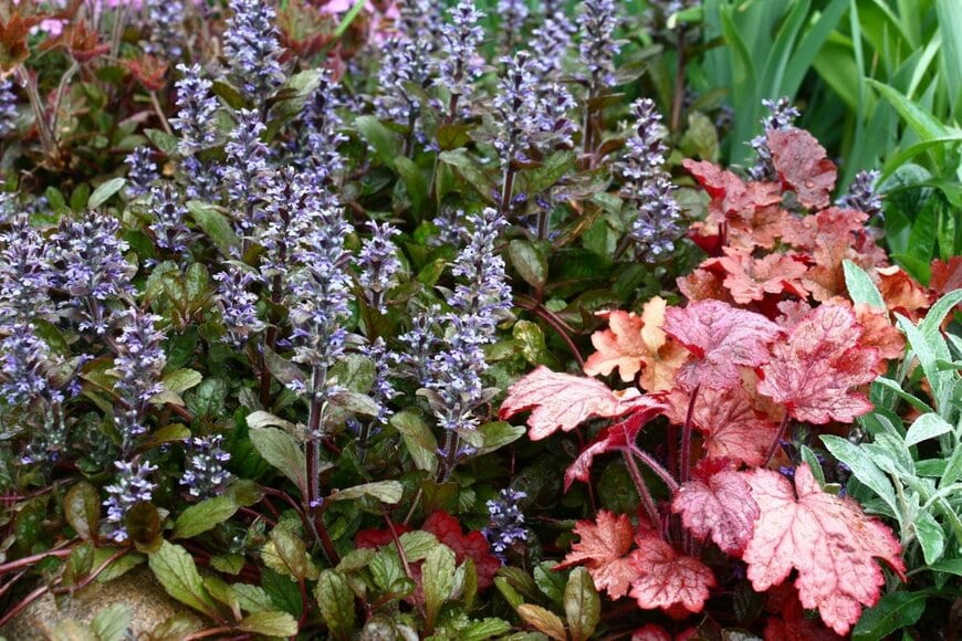 日陰の花壇に植えられている満開のアジュガと赤い葉のヒューケラ