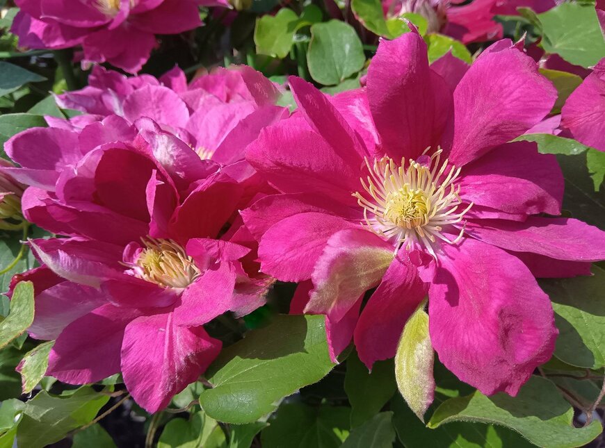 赤紫色のヌピアの花