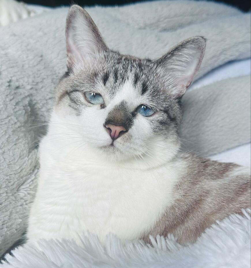 青いおめめの猫