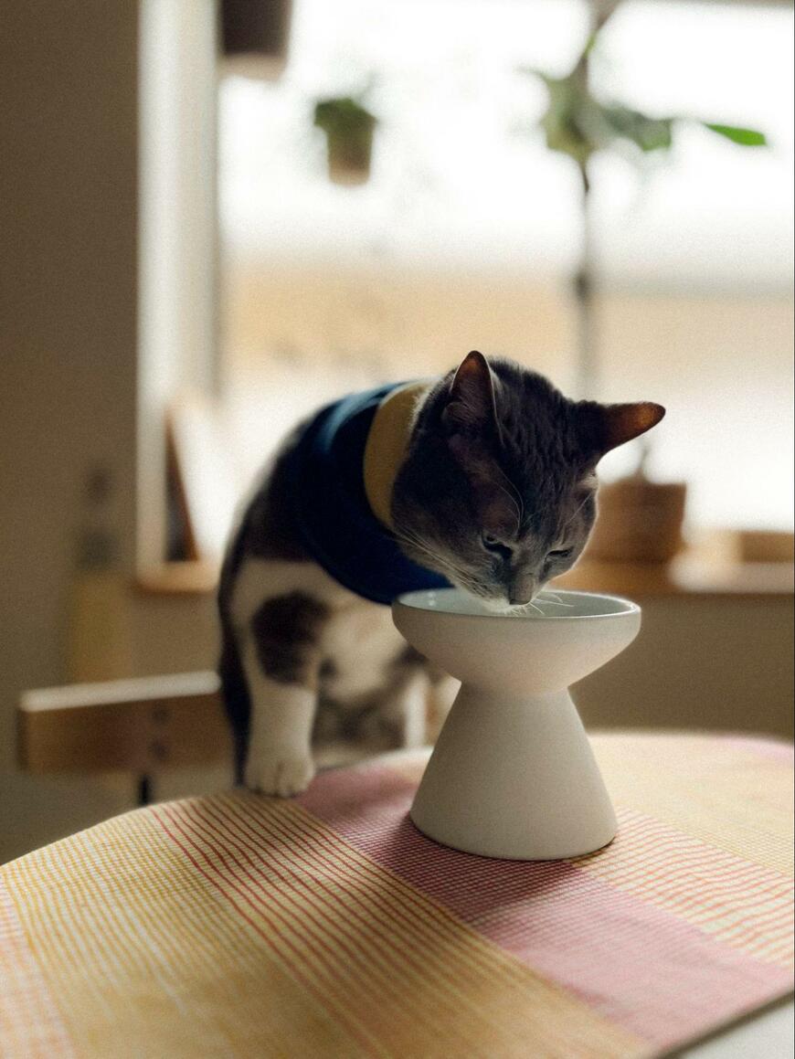 ペロペロする猫