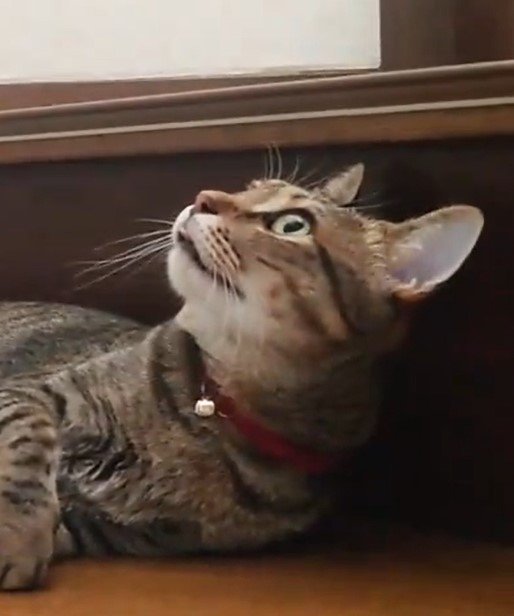 驚いた様子の猫