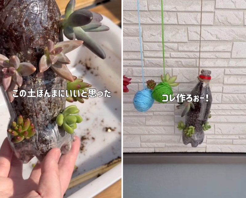 投稿の画像