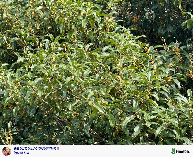 假屋崎省吾のAmebaブログ投稿
