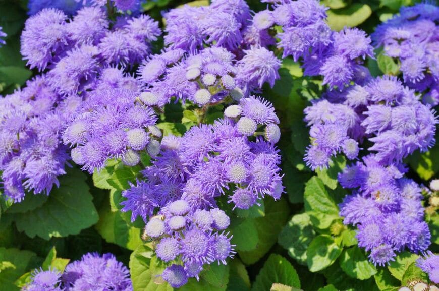 青紫の花を咲かせているアゲラタム