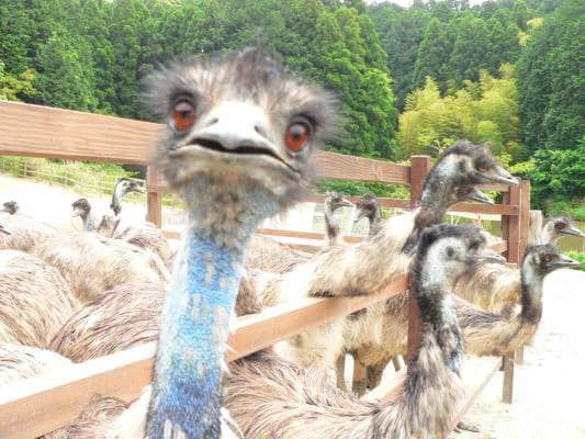 カメラを見つめるエミュー