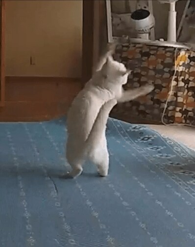 お留守番カメラに映った猫