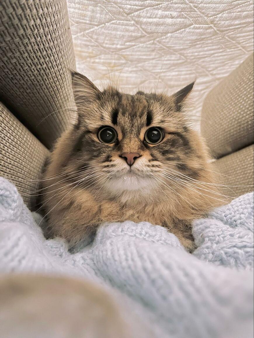 避難してきた猫