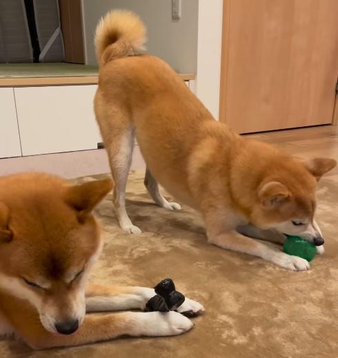 おもちゃで遊ぶ2匹の柴犬