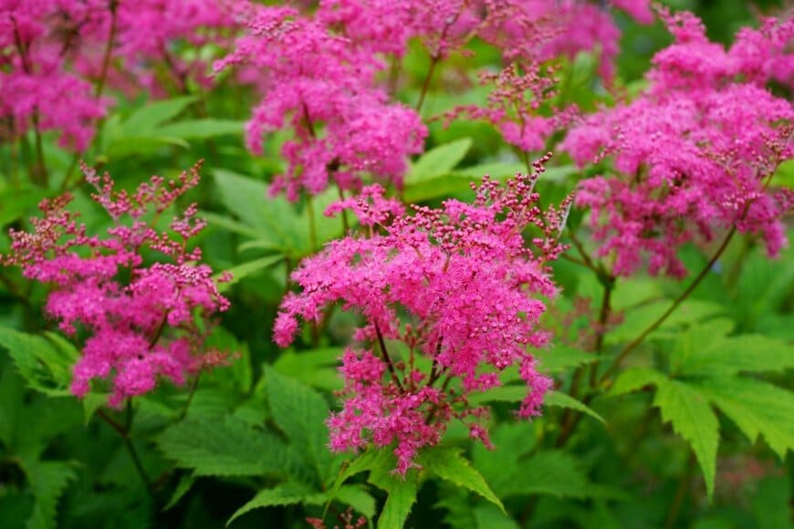 赤紫の小花が集まり花穂を作る、鮮やかピンク色のキョウガノコ