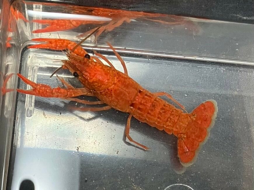 拾ってきたザリガニ