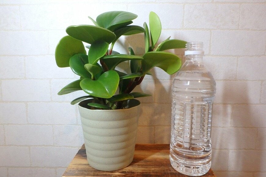 ダイソー、観葉植物ペペロミア、購入から1年後の写真