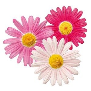 出所：PROVEN WINNERS（R）　マーガレット