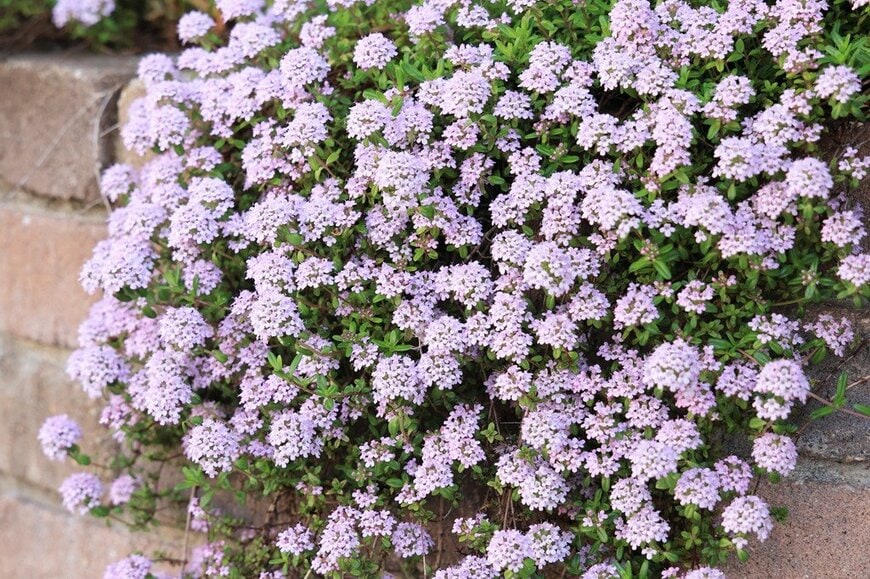 花の絨毯のように広がる、白いタイムの花