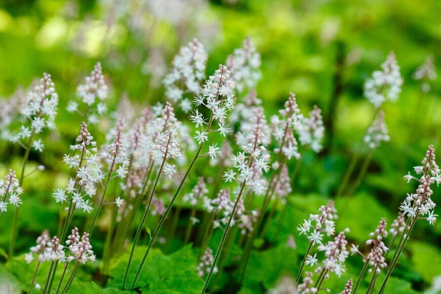 白い穂状の花を咲かせている、ティアレラ