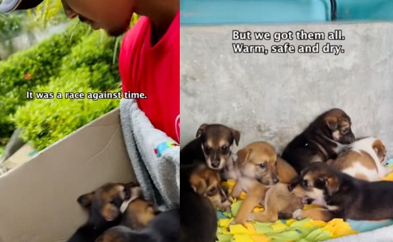 出所：<u><a href="https://www.tiktok.com/@happydoggoniall/video/7647533024866848020" target="_blank">＠happydoggoniall</a></u>