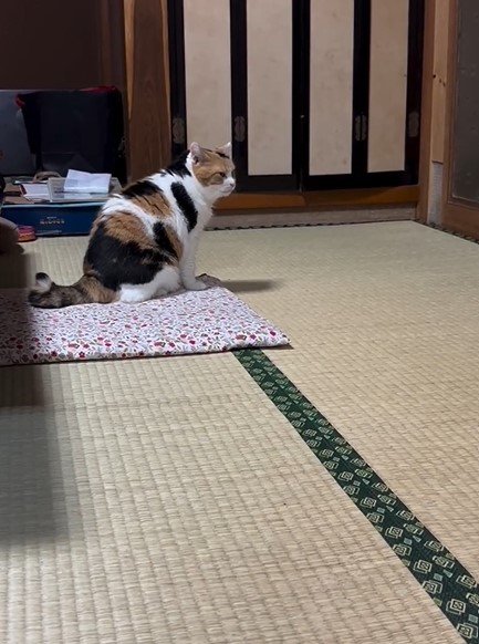 座る猫