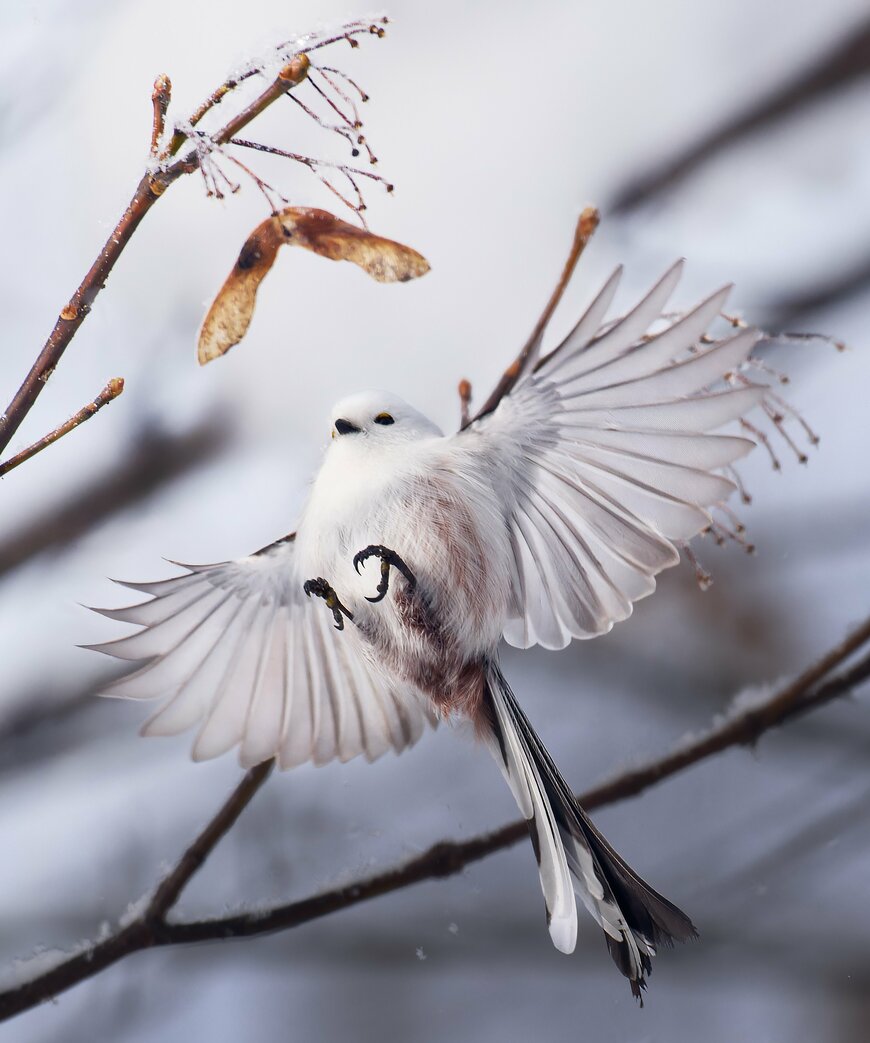雪景色の中を羽ばたくシマエナガ