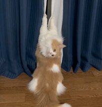 【なにやってるの！？】カーテンに爪が引っかかって悪戦苦闘する猫……SNSでは「困ってる～」と可愛さにうっとりする声