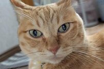 美形の猫の表情が豹変　「思わず二度見してしまう姿」が話題に