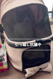 【爆笑】キャリーから「出せ出せ！」と猛アピールの猫→いざ出されると…まさかの行動に笑ってしまう