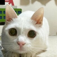 「めっちゃ笑える」美少女猫ちゃん→「裏の顔」を見せる！まさかの変化が話題