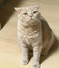 猫ちゃんのギャップに注目！可愛いおねだりポーズから“人間顔負け”の座り方まで披露