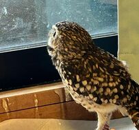 「…バレてるよ？」外を見つめるフクロウ　背後に視線を感じて振り向いた顔が可愛い