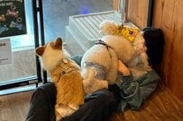 ドッグランで起きた「まさかの展開」に思わず二度見　「完全包囲」された人の姿に反響