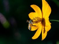【貴重な光景】庭の木に強烈な違和感　垂れ下がる「生物の大群」に注目集まる