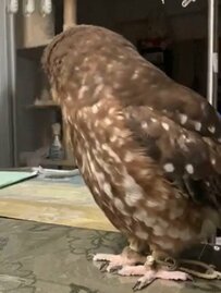 【照れ屋なフクロウ】カメラに気づいてそっと離れる小さな背中が愛おしい！「そんなに見られたら恥ずかしい…」