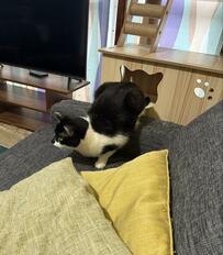 獲物を発見した猫ちゃんと同居猫ちゃんの表情にクスッ！ほほえましい猫ちゃんたちの様子にホッコリ