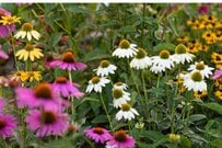【寄せ植えガーデニング】宿根草エキナセアの寄せ植えに相性のよい植物を紹介＜厳選3つ＞
