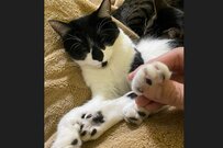 猫の手相鑑定する飼い主「黒い点が表すのは…」愛溢れる鑑定結果