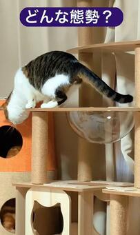 「どんな態勢？」キャットタワーで独特のポーズをとる猫ちゃんに思わず爆笑