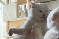 仲良く遊ぶ猫ちゃんたち→よく見ると…？　それぞれが見せたポーズに「猫界の秋場所」