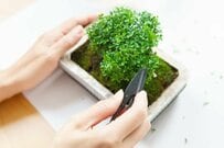 丁寧に手入れされた「4つの盆栽」のサイズが話題　思わず目を疑うサイズ感に「素敵な遊びです」