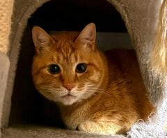 「だれ？？」まん丸お目々の美猫が変貌…完全に野生を忘れた寝顔に笑ってしまう