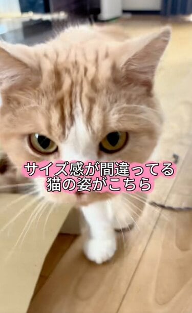 なぜ】“サイズ感が間違っている猫”がSNSで反響。「自分の体をわかっ