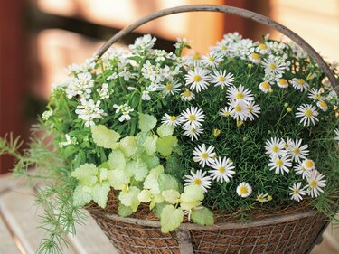 寄せ植えが「なんだかまとまらない…」を卒業！プロが教える〈寄せ植え