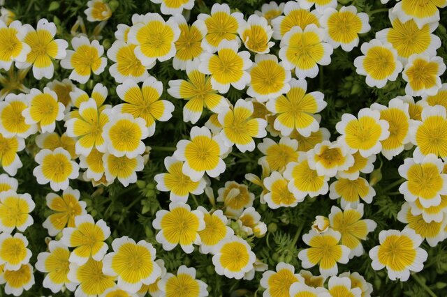 【初夏のガーデニング】庭や花壇がオシャレになる！オススメの一年草7選、ユニークな花姿がカワイイ