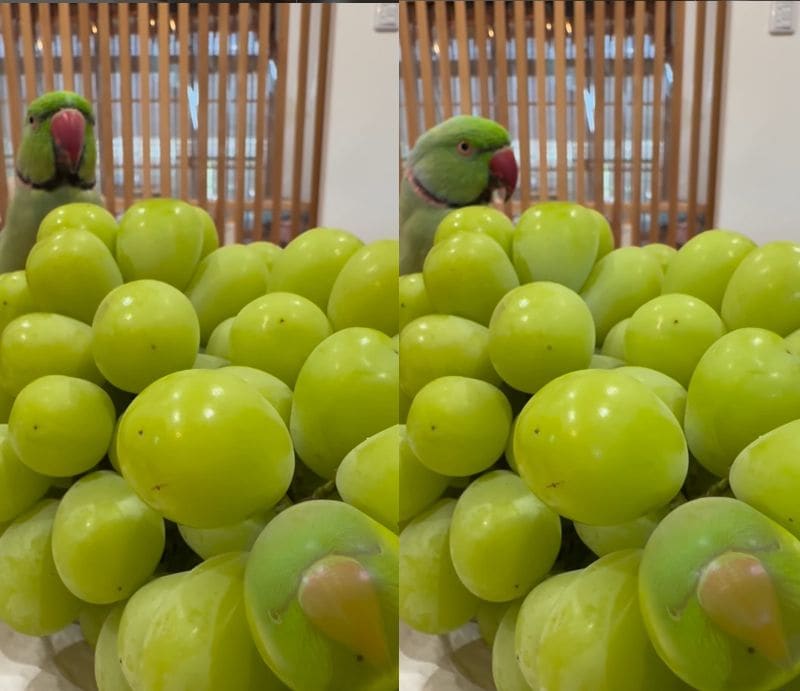 出所：@zundamame_cockatiel