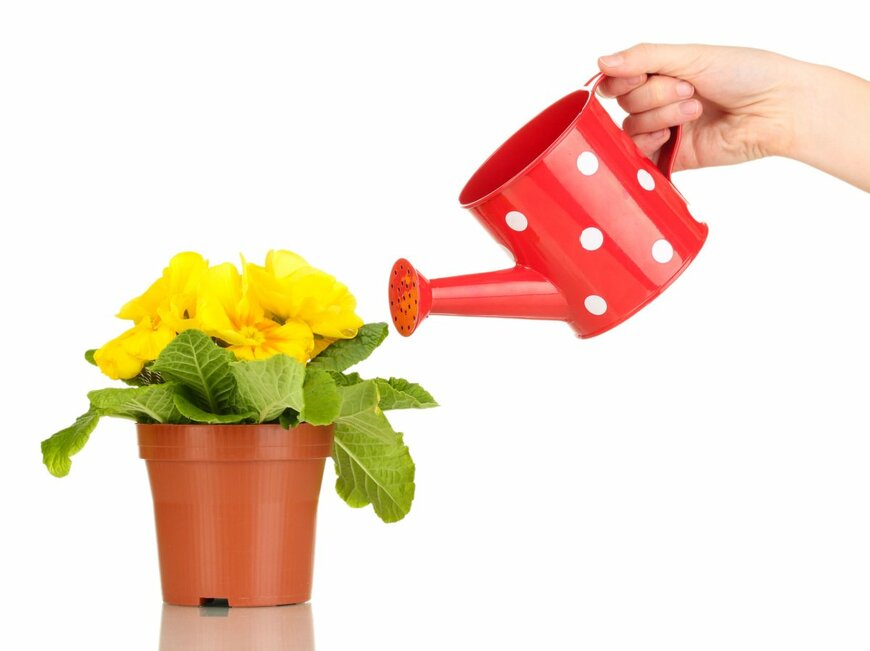 Africa Studio/shutterstock.com