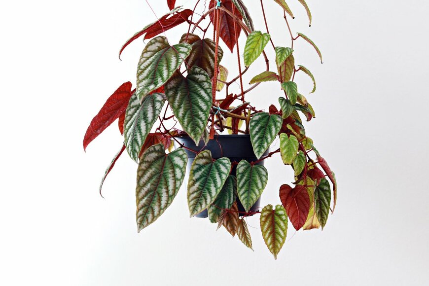 AngieYeoh/Shutterstock.com