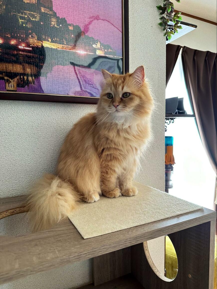 出所：@NEKOLAND13