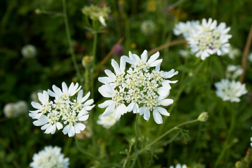 simona pavan/shutterstock.com