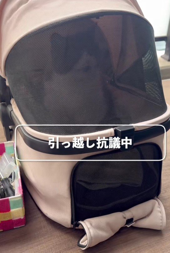 【爆笑】キャリーから「出せ出せ！」と猛アピールの猫→いざ出されると…まさかの行動に笑ってしまう