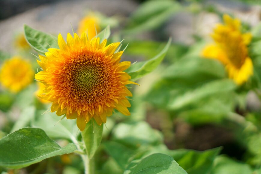 Don't be so sure that world is wind till you've checked it out/istockphoto.com