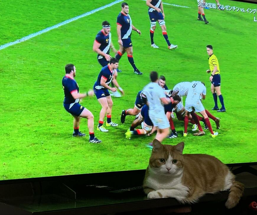 出所：@Beercat_Ana_Dar