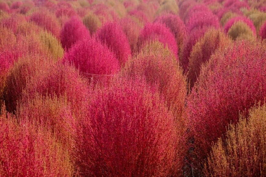 anpanhel/shutterstock.com